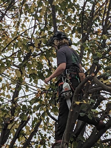 Arborist Tree Care Ltd — Customer photo