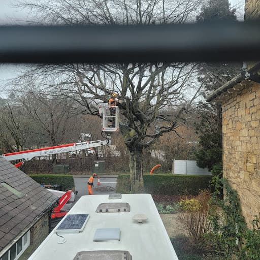 Sheffield Tree Care Ltd — Customer photo