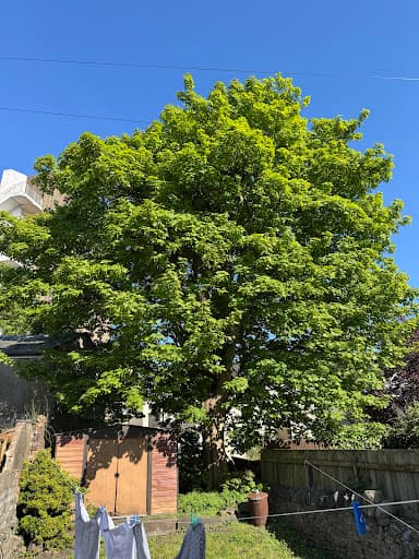 SD Tree Care — Customer photo