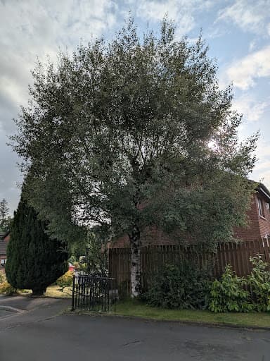 Three Leaf Trees — Customer photo