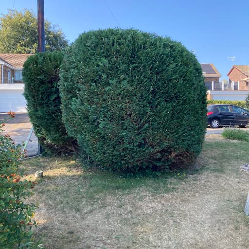 First Choice Tree Surgeons — Customer photo