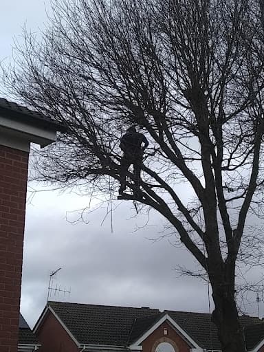 Acorn Trees — Customer photo