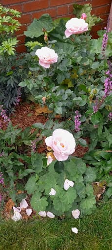 Green Goose Gardens — Customer photo