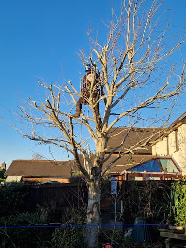 Cardiff Tree Surgery — Customer photo