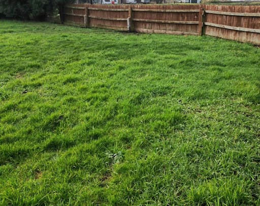 New Leaf Tree And Garden Services — Customer photo