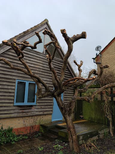 SW Tree Care — Customer photo