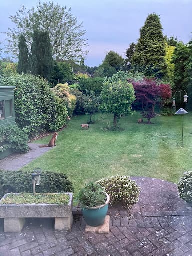 Ideal Lawn Care — Customer photo