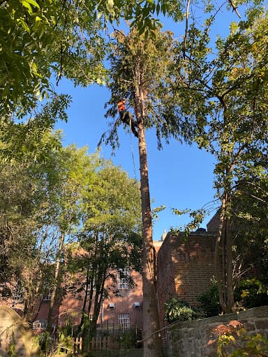 Alba Tree Surgeons — Customer photo