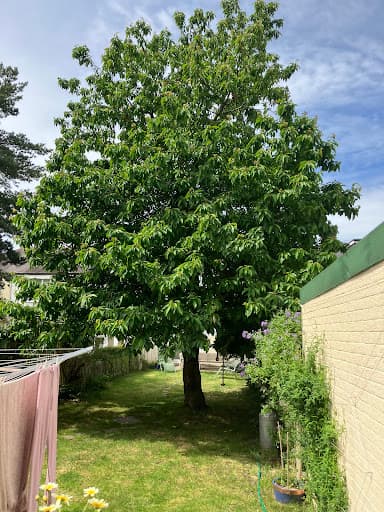 SD Tree Care — Customer photo