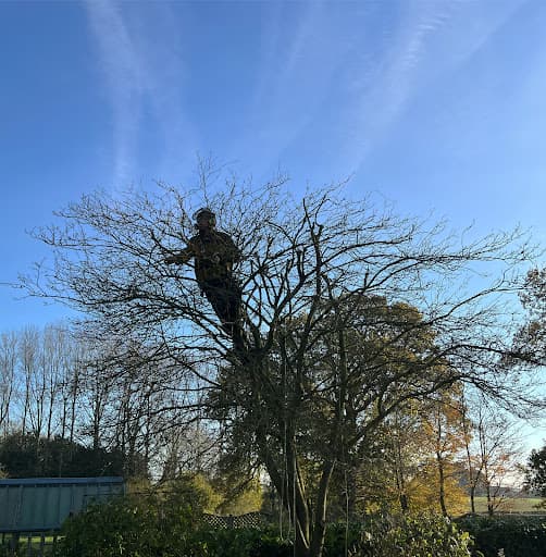 Mainline Tree Services — Customer photo