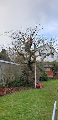 Tree Brother — Customer photo