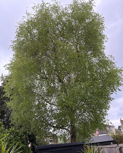 BRW Tree Surgeons — Customer photo