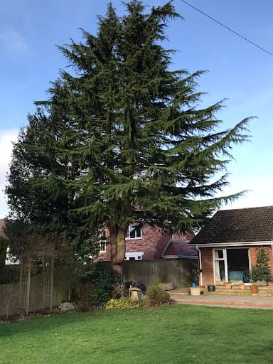 Boningale Tree Services — Customer photo
