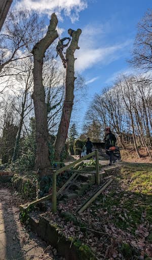 Oakwood Tree Services — Customer photo