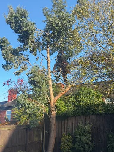 Tree Cut - Tree Surgery Manchester — Customer photo