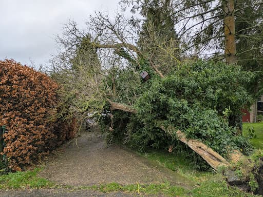 Acacia Tree Surgery Ltd — Customer photo