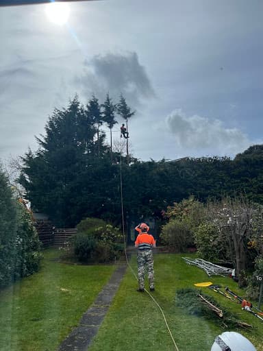 Alba Tree Surgeons — Customer photo