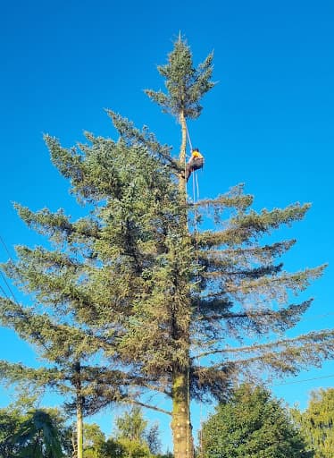Three Leaf Trees — Customer photo