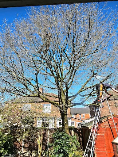 Alderwood Tree Care Ltd — Customer photo