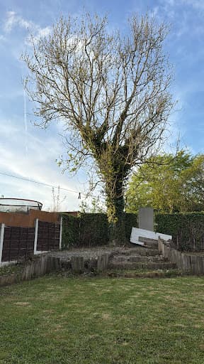 Scott Davies Tree Surgery — Customer photo
