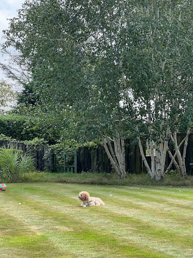 Ideal Lawn Care — Customer photo