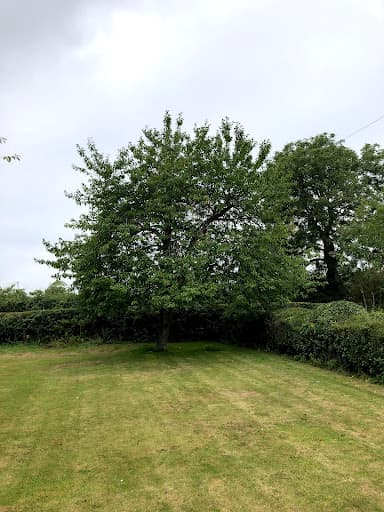 Acorn Trees — Customer photo