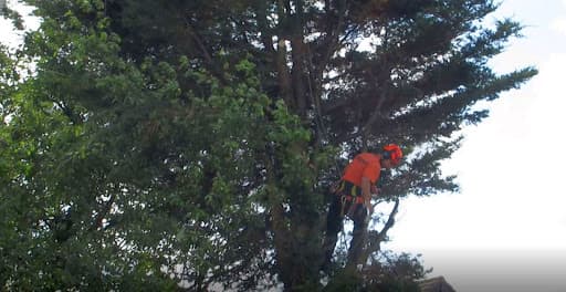 Liverpool Tree Care Services Ltd — Customer photo