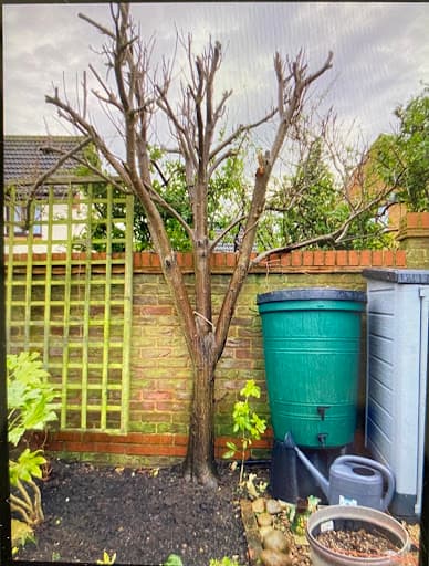 Lucas tree care Ltd — Customer photo