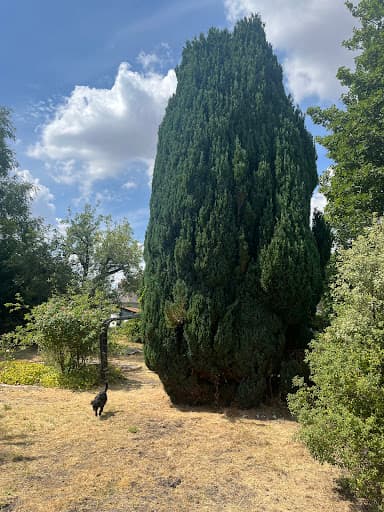 BRW Tree Surgeons — Customer photo