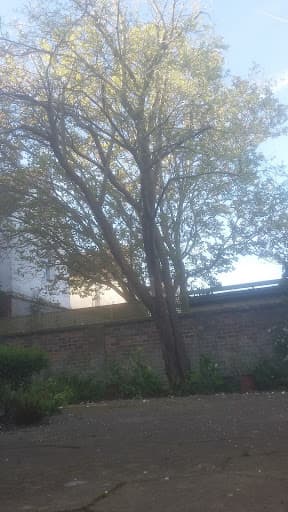 Brighton Tree Specialists — Customer photo