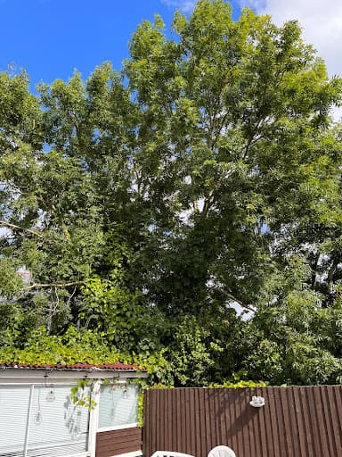 Cardiff Tree Surgery — Customer photo