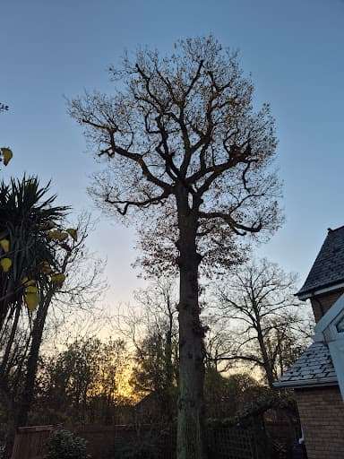 Elite Tree Services (EA) Ltd — Customer photo