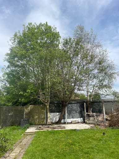 Maplewood Tree Surgery — Customer photo