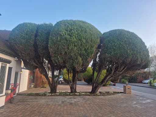 Elms Tree Services — Customer photo