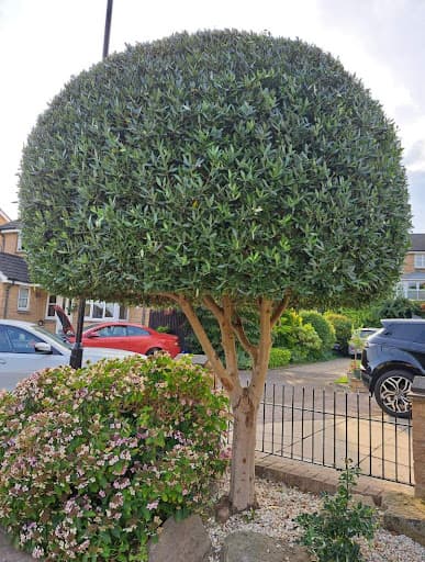 Sheffield Tree Care Ltd — Customer photo