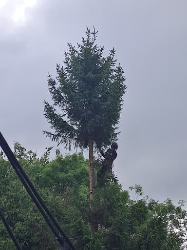 Tree Cut - Tree Surgery Manchester — Customer photo