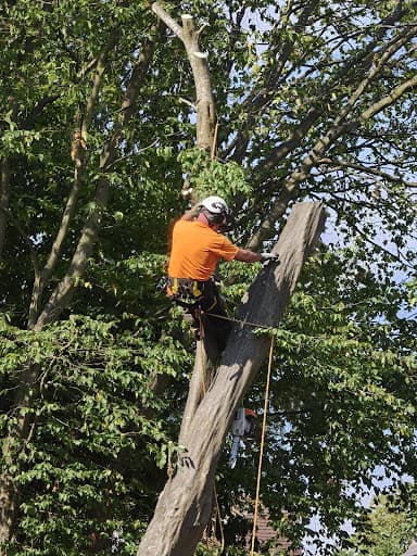 AWD FORESTRY AND TREE SURGERY — Customer photo
