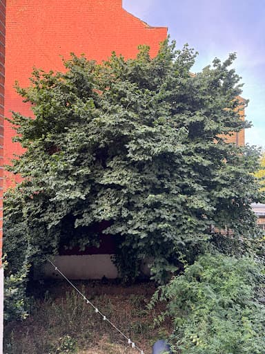 Green Trees, Tree and garden services — Customer photo