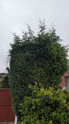 J. Goodall Tree Surgeon — Customer photo