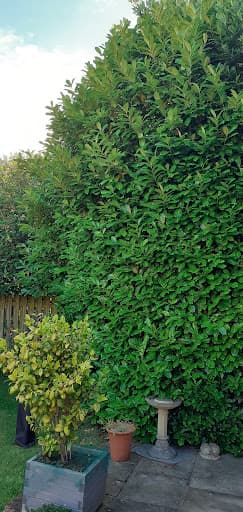Lucas tree care Ltd — Customer photo