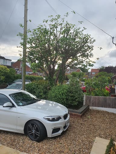 BOLTON TREE & STUMP REMOVALS/BOLTON TREE SURGEON — Customer photo