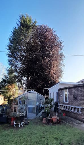 Alderwood Tree Care Ltd — Customer photo