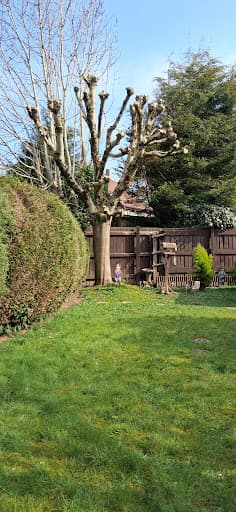 Tree Brother — Customer photo