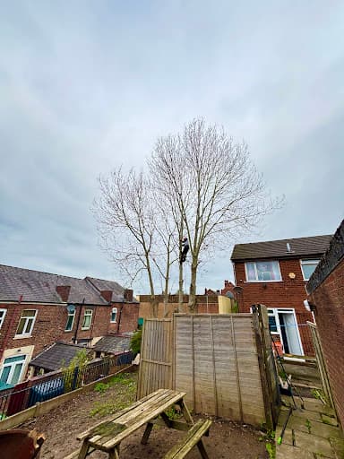 Scott Davies Tree Surgery — Customer photo