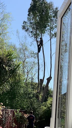 First Choice Tree Surgeons — Customer photo