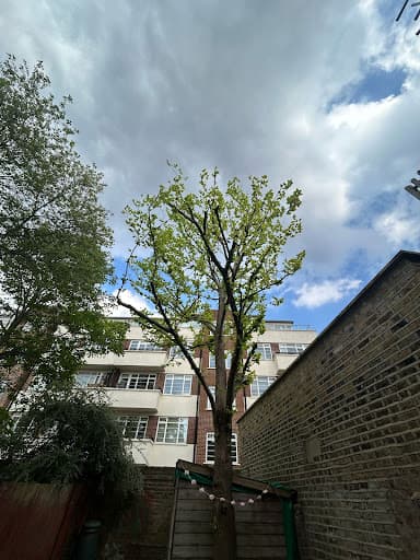Green Trees, Tree and garden services — Customer photo