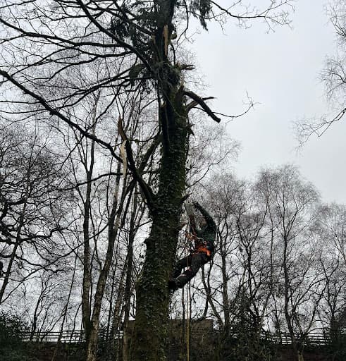 Love Trees and Trimming — Customer photo