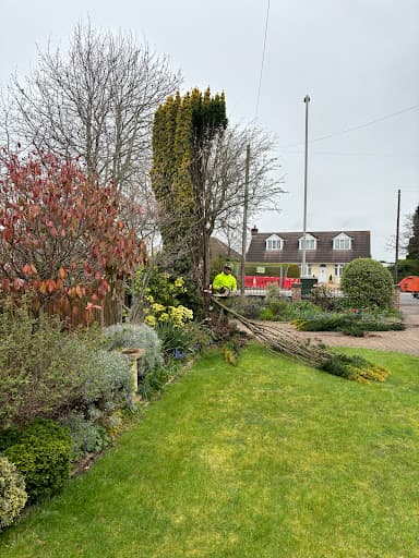 BRW Tree Surgeons — Customer photo
