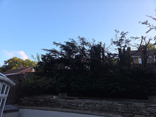 Root and Crown Tree Surgery — Customer photo