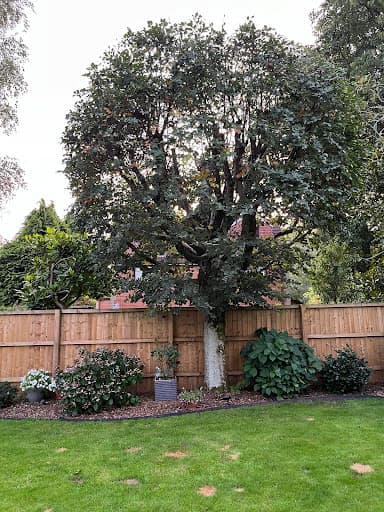 Cardiff Tree Surgery — Customer photo